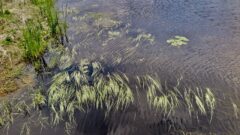minnesota tribe sets enforceable rules to safeguard wild rice and water supply