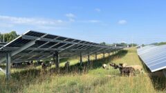 ‘Solar grazing’ is a way for farmers and solar companies to use land. But there are challenges