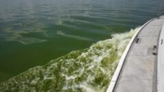 toxins from cyanobacterial blooms can be airborne but the threat to public health is unclear