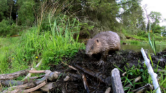 New NASA imagery reveals startling behavior among group of ‘banished’ beavers: “[They] were just about everywhere”