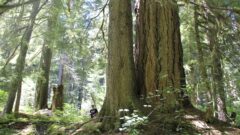 Biden administration moves to protect old-growth forests as climate change brings fires, pests
