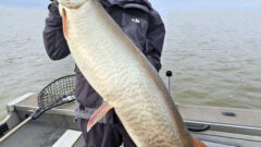 Want a healthy walleye fishery? Stock some muskie