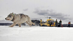 Warm weather forces park officials to suspend Isle Royale wolf count for first time in decades