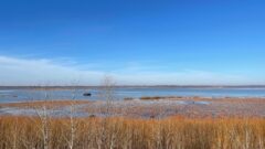 Illinois lawmakers seek to protect state wetlands